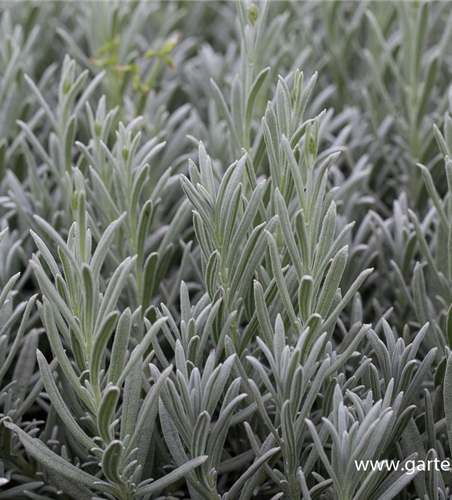 Echter Lavendel 'Silver Mist'