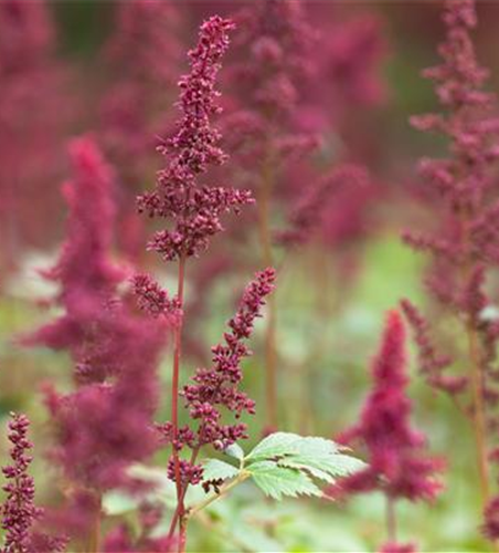 Arends Garten-Prachtspiere 'Fanal'