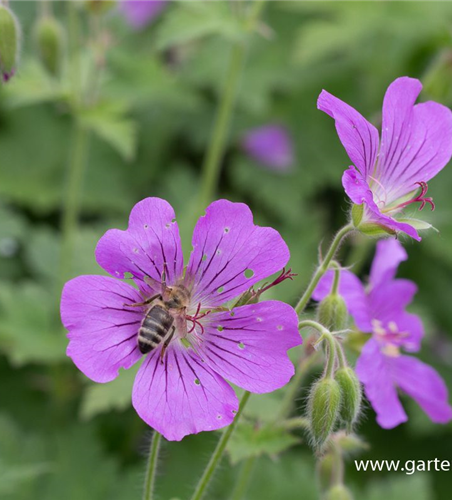 Geranium gracile 'Sirak'