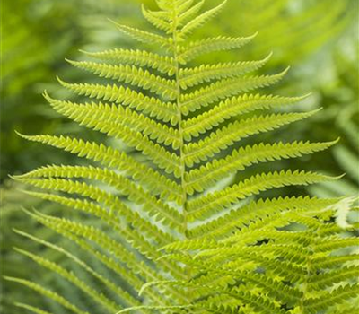 Polystichum aculeatum