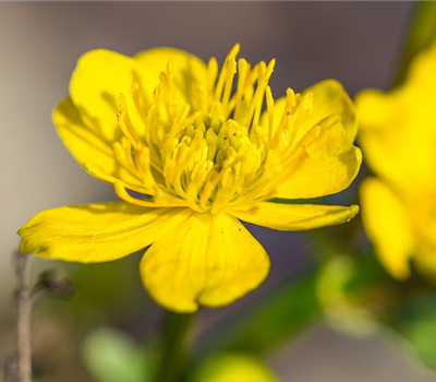 Caltha palustris