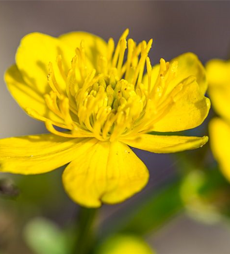 Caltha palustris