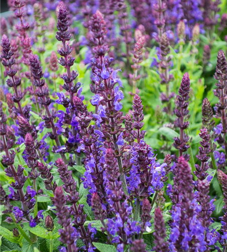 Garten-Blüten-Salbei