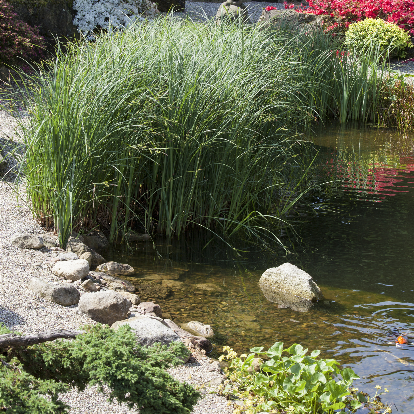 Gartenteiche bereichern die Gartengestaltung