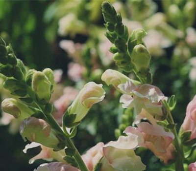 Löwenmaul - Einpflanzen im Garten