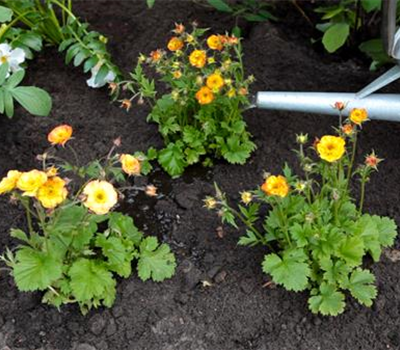 Nelkenwurz - Einpflanzen im Garten