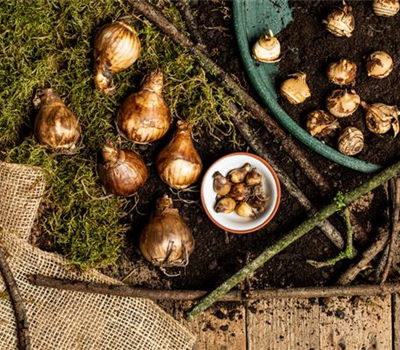 Ab in die Kiste – Blumenzwiebeln und Knollen einlagern