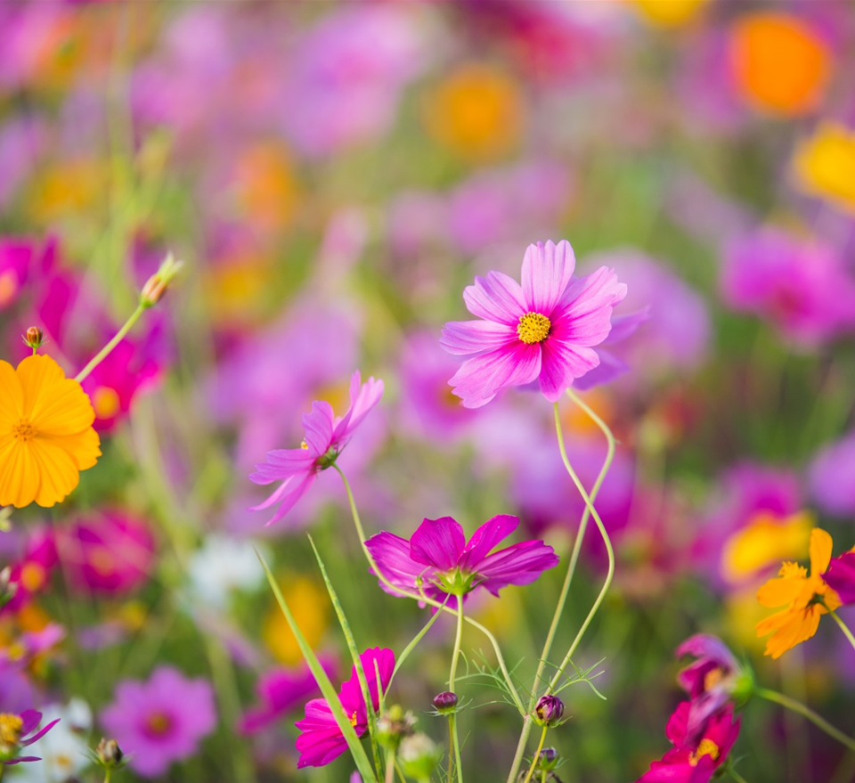 bigstock-The-Cosmos-Flower-Of-Grassland-216178111 (Groß).jpg