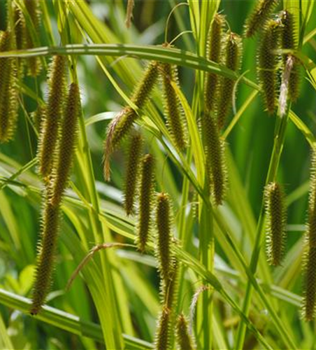 Carex pseudocyperus