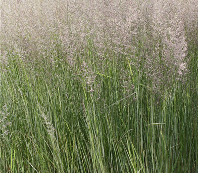 Calamagrostis x acutiflora 'Overdam'