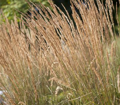 Calamagrostis x acutiflora 'Karl Foerster'