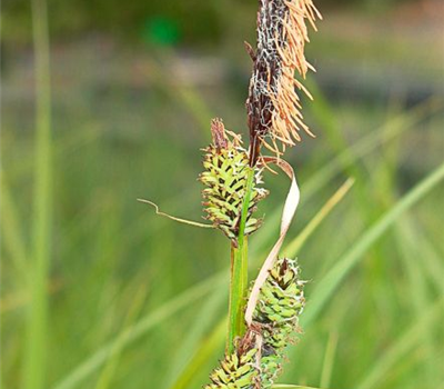 Carex acutiformis