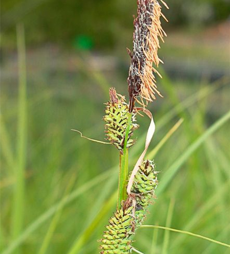 Carex acutiformis