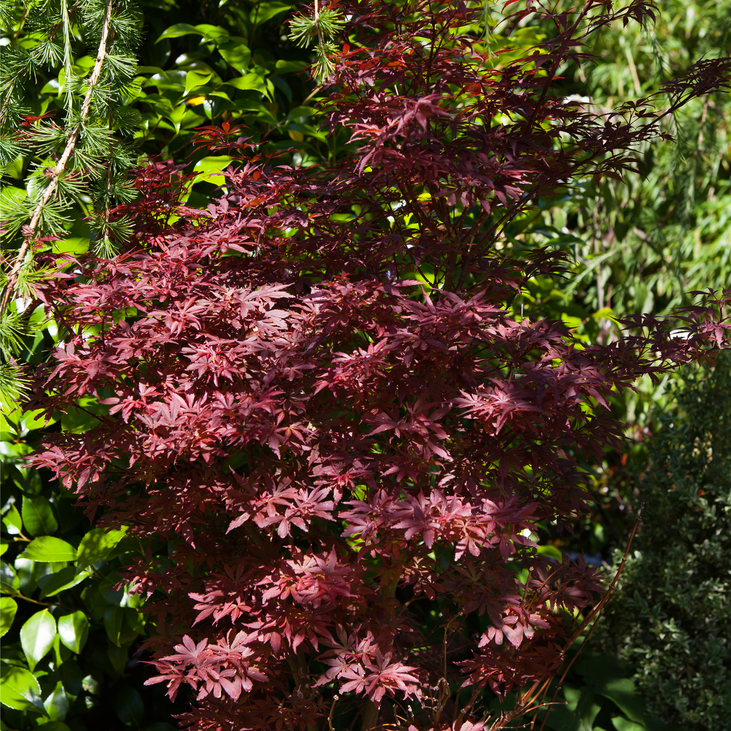 Acer palmatum 'Shaina' im Garten