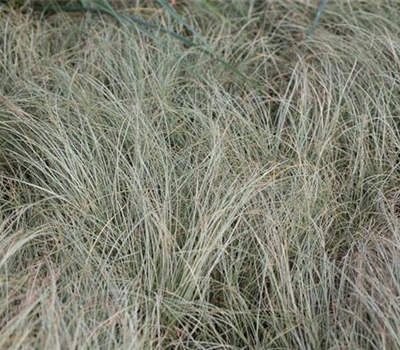 Carex albula 'Frosted Curls'