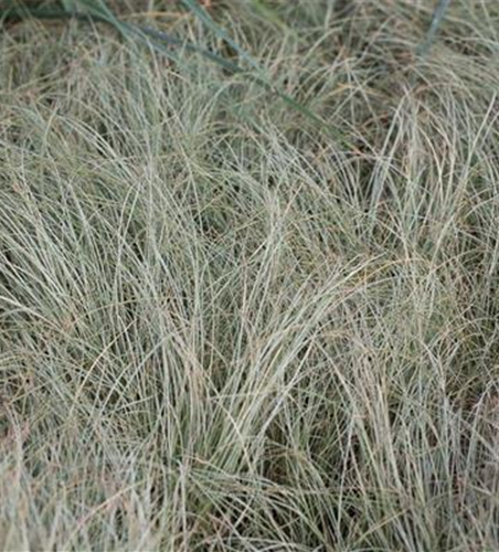 Carex albula 'Frosted Curls'