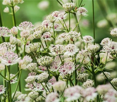 Astrantia major