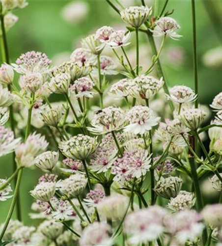 Astrantia major