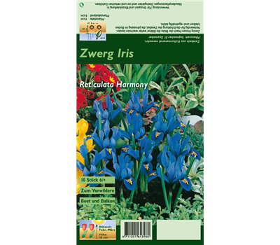 Zwerg-Iris 'Harmony'