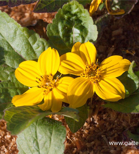 Chrysogonum virginianum 'Andre Viette'