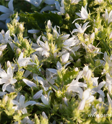 Campanula poscharskyana 'Schneeranke'