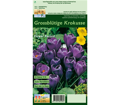 Frühlings-Krokus 'Flower Record'