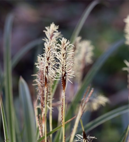 Carex morrowii 'Variegata'