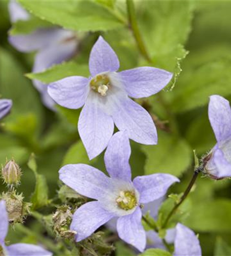 Campanula lactiflora