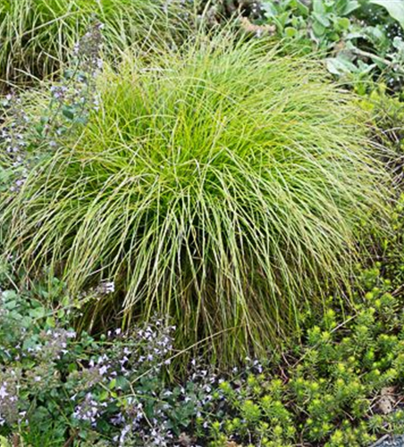 Carex remota