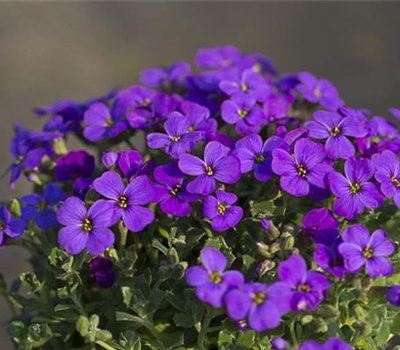 Aubrieta x cult.'Hamburger Stadtpark'