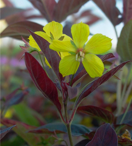 Bewimperter Garten-Felberich 'Firecracker'