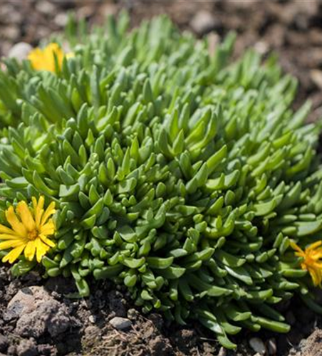 Delosperma lineare