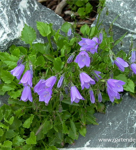 Campanula cochleariif.'Bavaria Blue', gen.