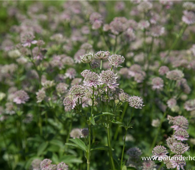 Astrantia major 'Florence' -R-