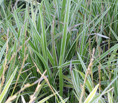 Carex foliosissima 'Icedance'