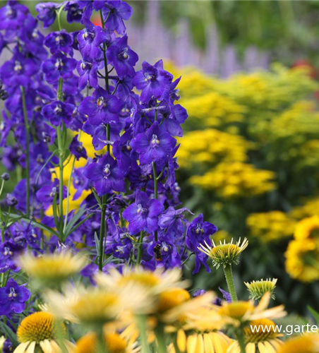 Delphinium x bellad.'Atlantis'