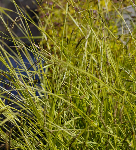 Carex sylvatica