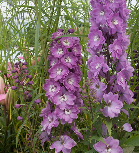 Delphinium Pacific 'Astolat'