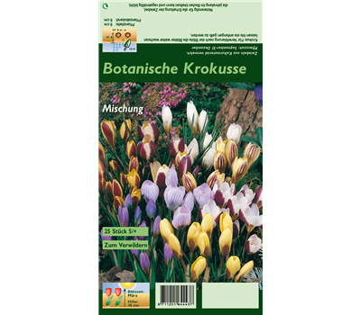 Botanische Krokusse