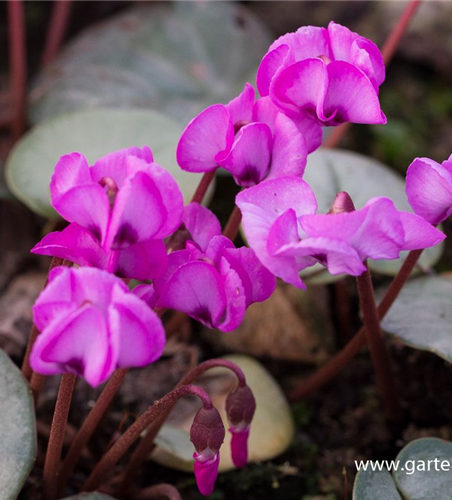 Cyclamen coum