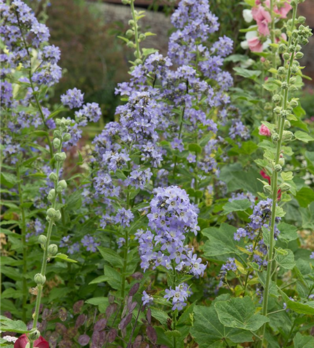 Campanula lactiflora 'Prichard's Variety'