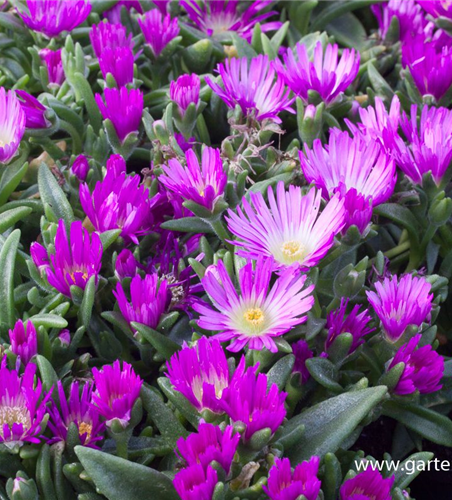 Delosperma sutherlandii