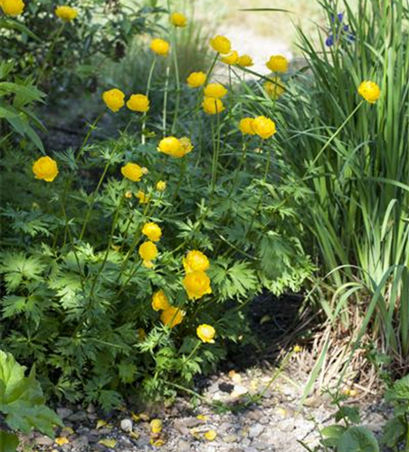 Europäische Trollblume