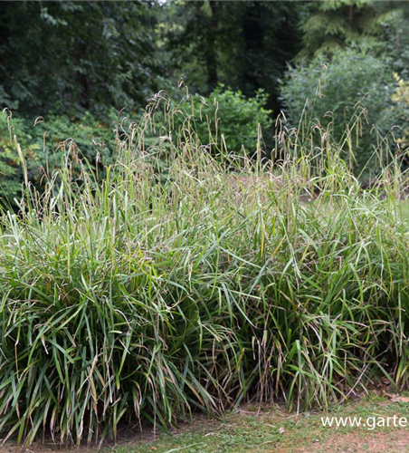 Carex pendula