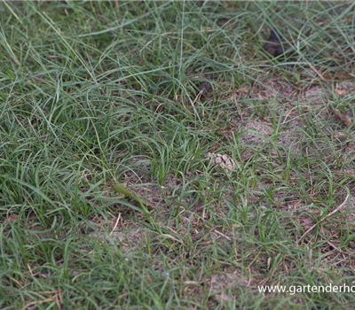 Carex arenaria