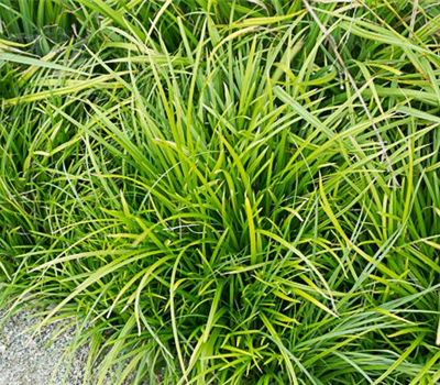 Carex foliosissima 'Irish Green'