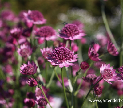 Astrantia major 'Roma' -R-