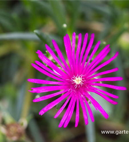 Delosperma cooperi