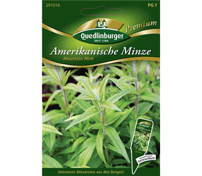 Amerikanische Minze-Samen 'Mountain Mint'