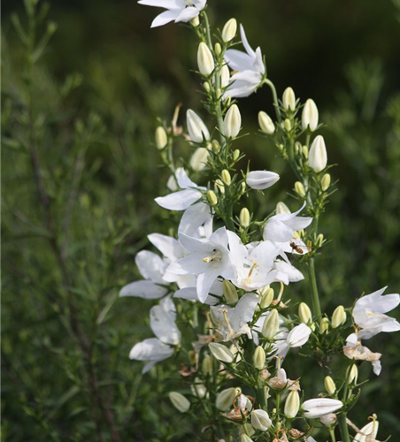 Campanula pyramidalis 'Alba'